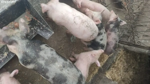 purcei de vânzare rasă petriean cu landras 