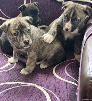 Pui de presa canario - imagine 4