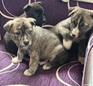 Pui de presa canario