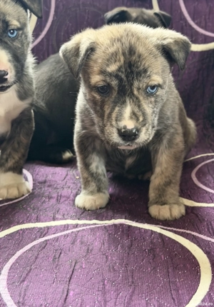 Pui de presa canario - imagine 5