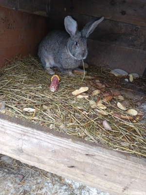 Vând iepure - imagine 4