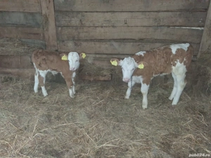 Vand 2 vitei baltati