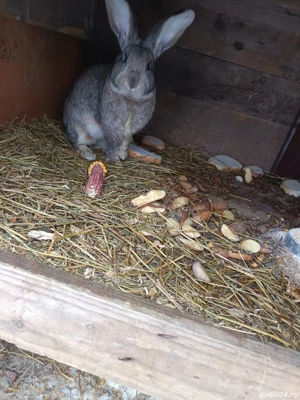 vând iepure  - imagine 3