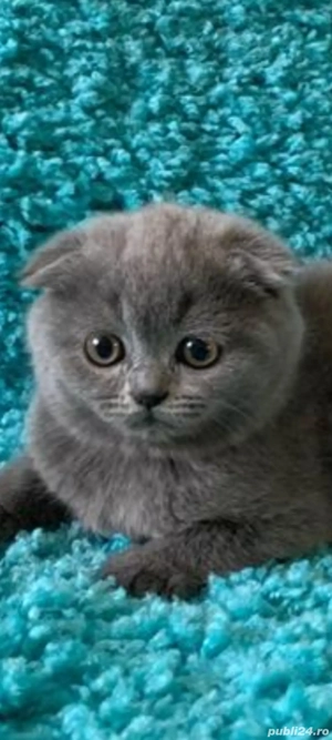 scottish fold!!!