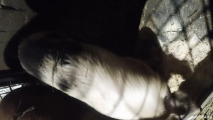 vind scrofiță buna de reproducție 