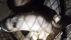 vind scrofiță buna de reproducție  - imagine 4