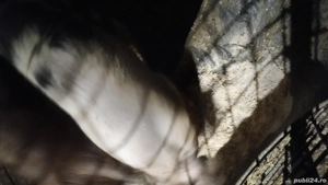 vind scrofiță buna de reproducție  - imagine 3