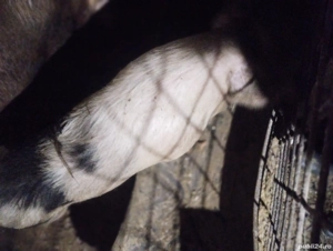 vind scrofiță buna de reproducție  - imagine 5