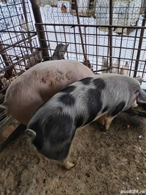 Porc de vânzare  - imagine 2