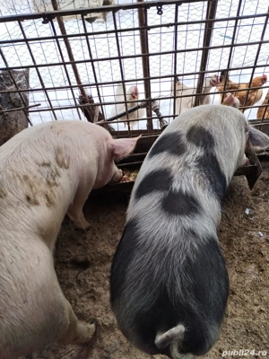 Porc de vânzare  - imagine 4
