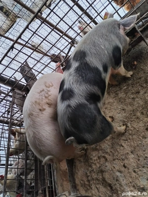 Porc de vânzare  - imagine 3