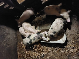 Purcei de 7 săptămâni  - imagine 2