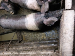 Vand porci - imagine 2