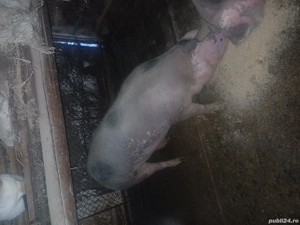 Grasuna petrean cu marele alb - imagine 2