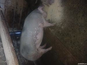 Grasuna petrean cu marele alb