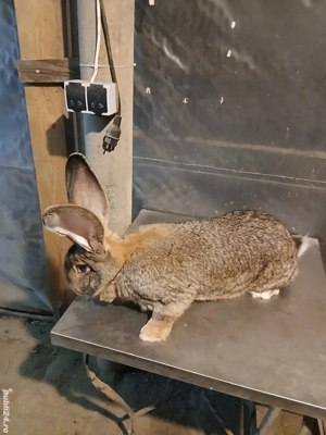 femelă uriaș german 1,7 luni disponibila  - imagine 5