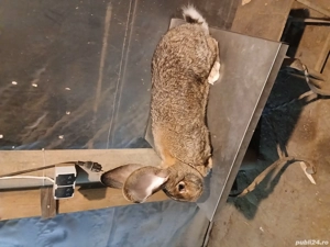 femelă uriaș german 1,7 luni disponibila  - imagine 4