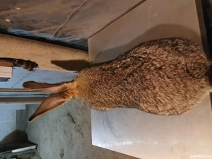 femelă uriaș german 1,7 luni disponibila  - imagine 3