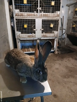 femelă uriaș german 1,7 luni disponibila  - imagine 2