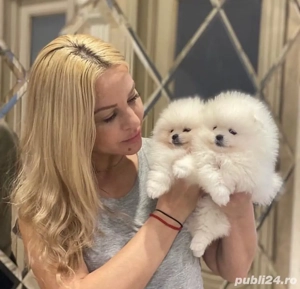 Pomeranian alb ursulet mini toy