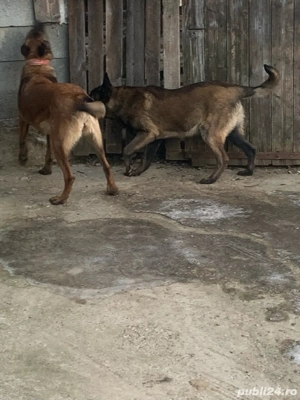 ciobanesc belgia mama si fiu - imagine 3