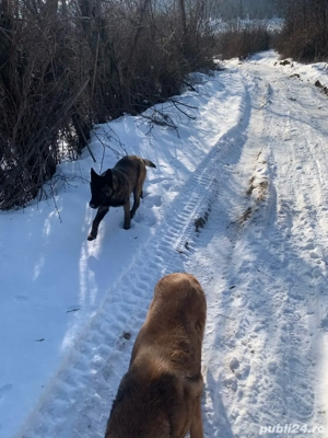 ciobanesc belgia mama si fiu - imagine 4