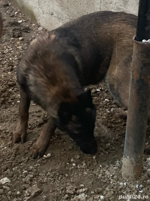 ciobanesc belgia mama si fiu - imagine 2