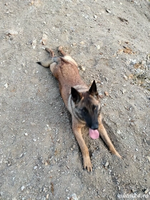 ciobanesc belgia mama si fiu - imagine 5