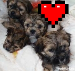 Bichon Havanez baietei si fetite