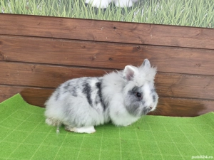 Iepuri pitici cap de leu disponibil  - imagine 2