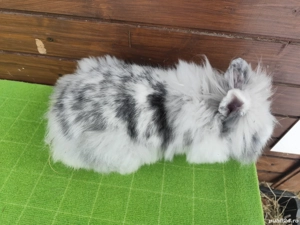 Iepuri pitici cap de leu disponibil  - imagine 3