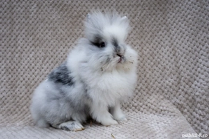 Iepuri pitici cap de leu disponibil  - imagine 4