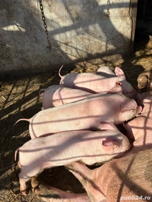 Purcei 3 bucati  - imagine 2