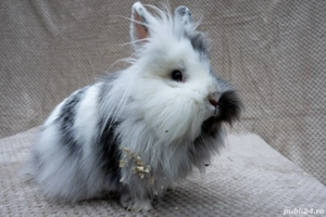 Iepuri pitici cap de leu disponibil  - imagine 5