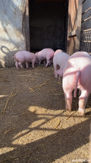 Purcei 3 bucati  - imagine 3