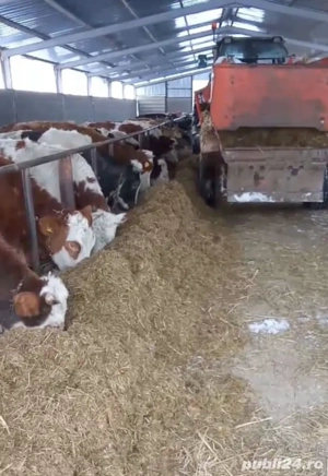 Vând vaci și juninci 