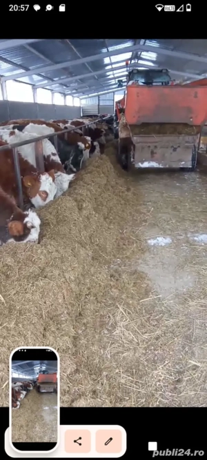 Vând vaci și juninci  - imagine 2