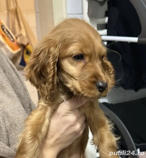 Puiuț Cocker Spaniol 