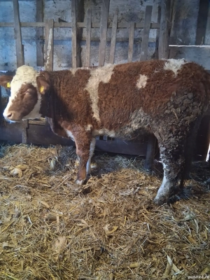 Junininci de vânzare!  - imagine 2