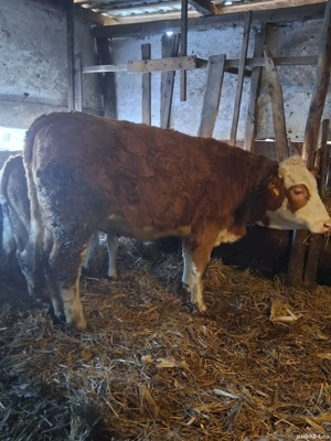 Junininci de vânzare!  - imagine 5