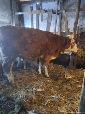 Junininci de vânzare!  - imagine 4