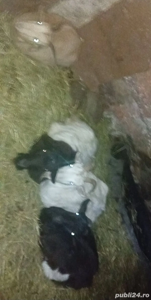 !!Vand 5 capre romanești gestante!!