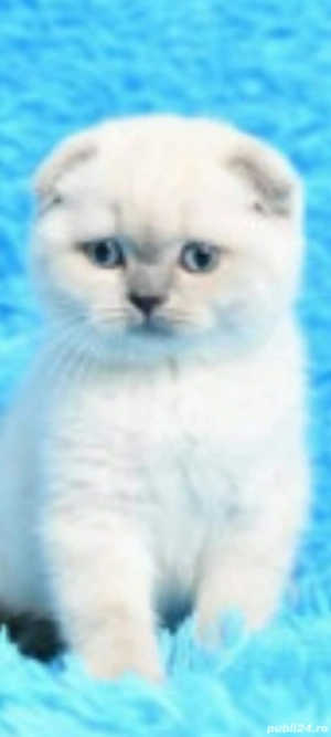 scottish fold bluepoint!!! !asigurăm transport 