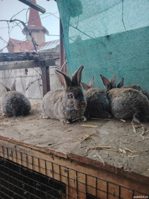 Iepurași urias german  - imagine 5