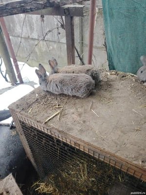 Iepurași urias german 