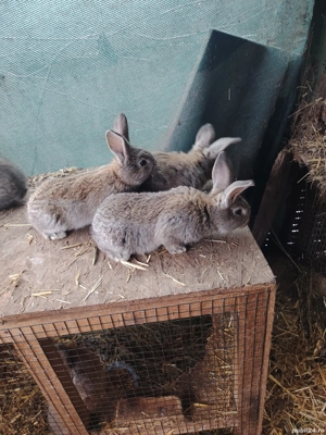 Iepurași urias german  - imagine 3