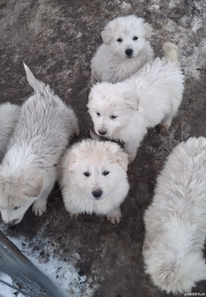 Vând căței bălani  - imagine 2