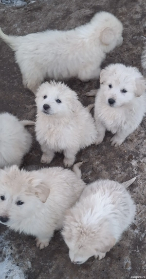 Vând căței bălani  - imagine 3