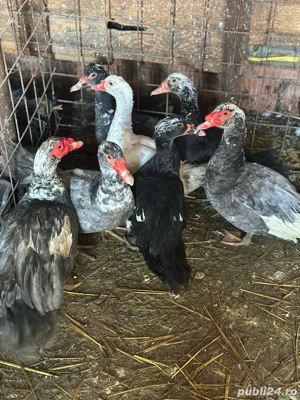 ofer spre vanzare  - imagine 2