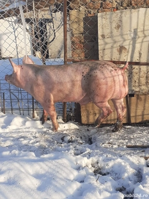 Vând schimb vier pe oi miei - imagine 2